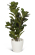 Konstvxt ficus lyrata 100cm
