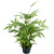 Bambu 45cm