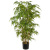 Bambu 120cm