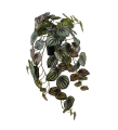 Konstvxt Peperomia 450
