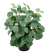 Konstvxt Fittonia 340
