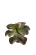 Konstvxt Kalanchoe 250